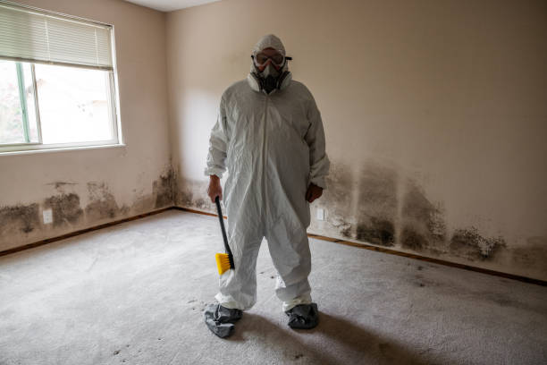 Best DIY Mold Remediation Support Services in Odessa, MO